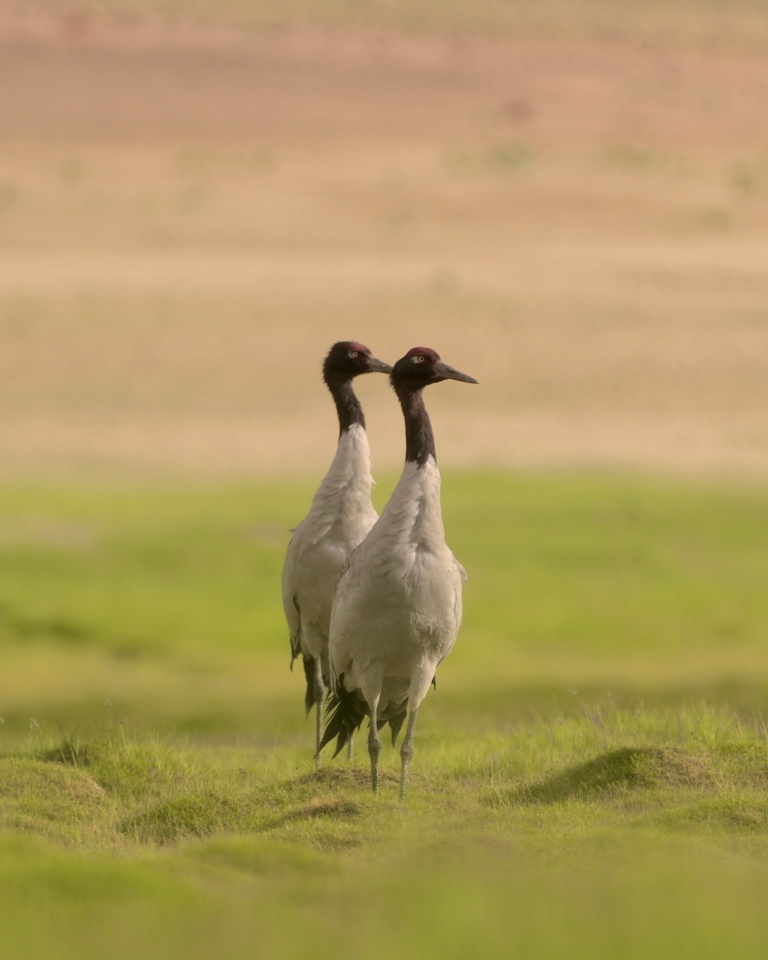Black-necked cranes in Ladakh