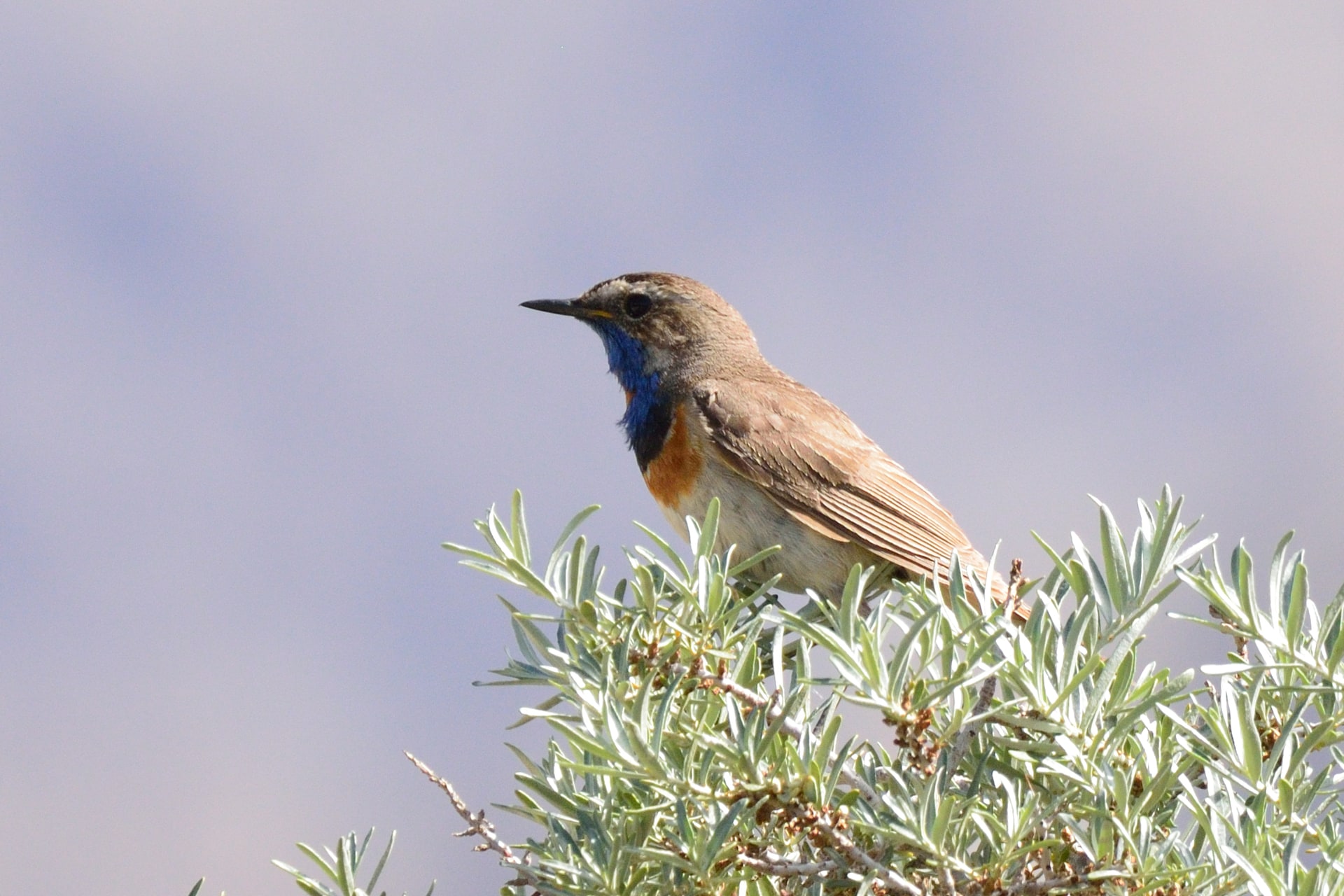 Bluethroat