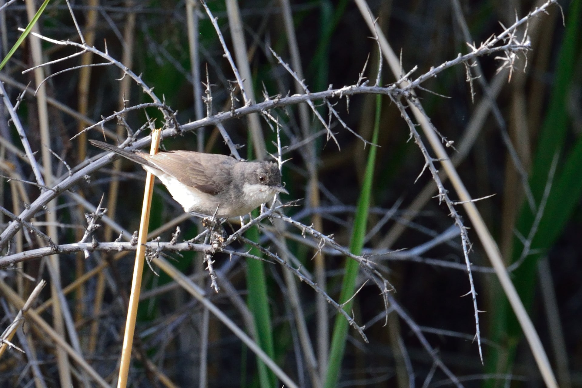 Hume's Whitethroat