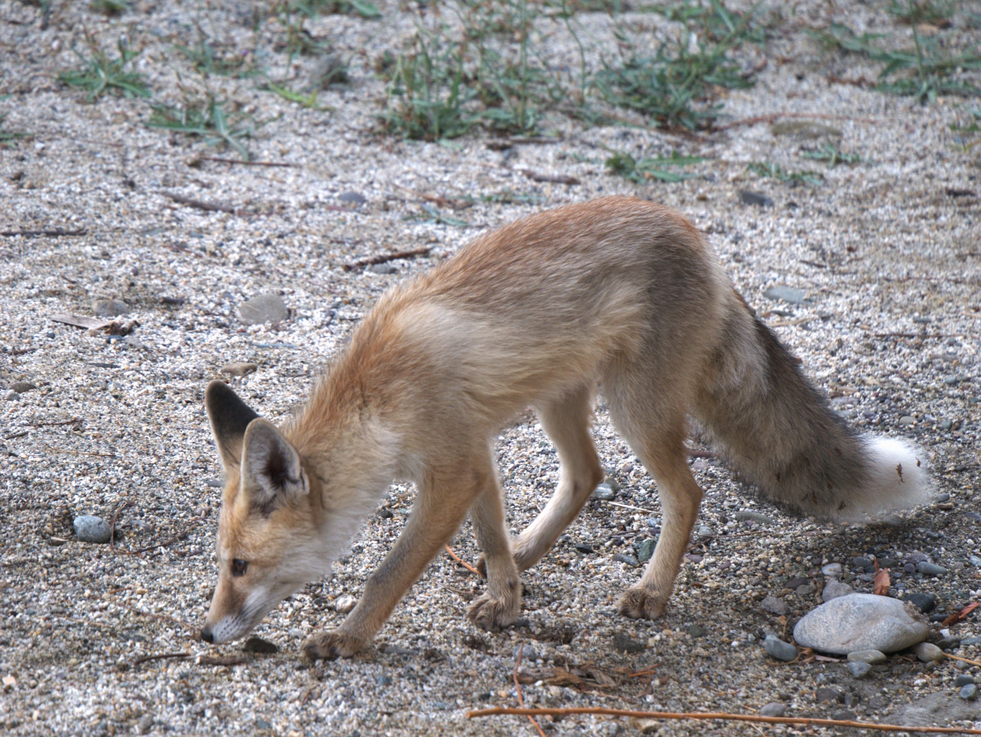 Mountain Weasel